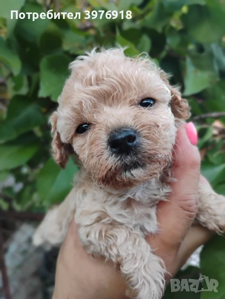 предлагам малтипу, снимка 1