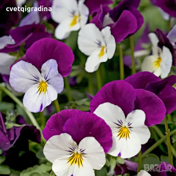 Виола теменужка бял скок нагоре, снимка 1