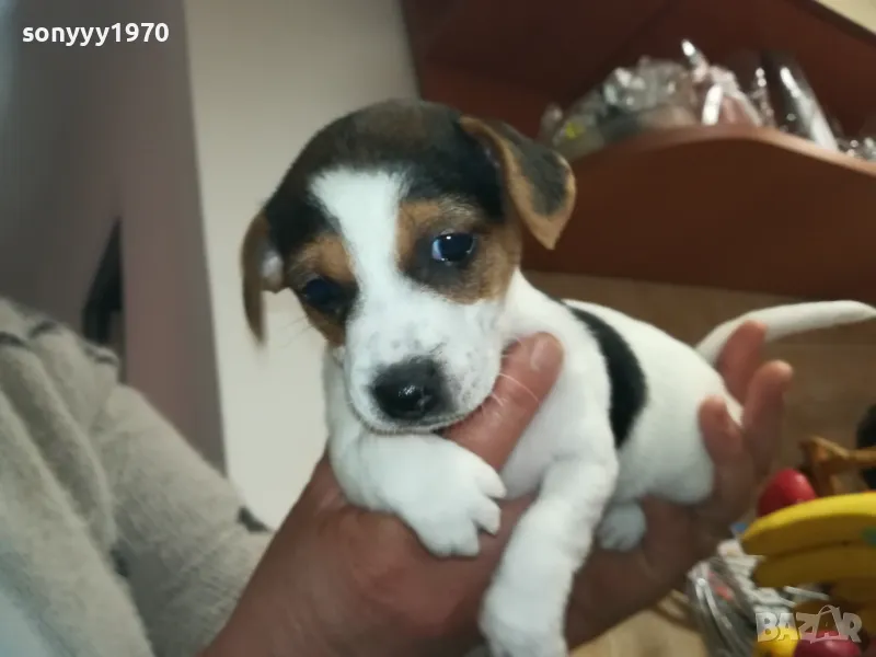 ДЖАК РЪСЕЛ-БЕБЕТА-250ЛВ ЗА ЕДНО 0602251556, снимка 1