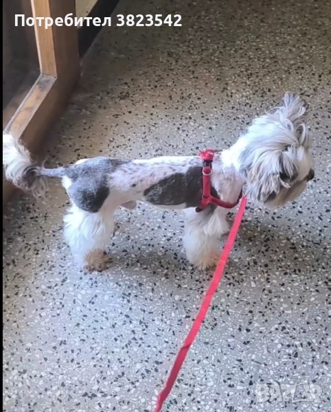 Йоркширски териер /бивер/, снимка 1