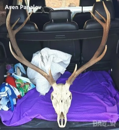 Рога от благороден елен, снимка 1