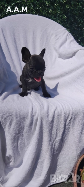 Уникално френско булдоче, снимка 1