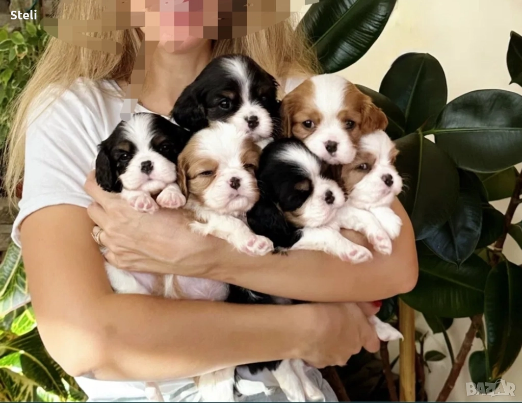 Кавалер кинг чарлз шпаньол, снимка 1