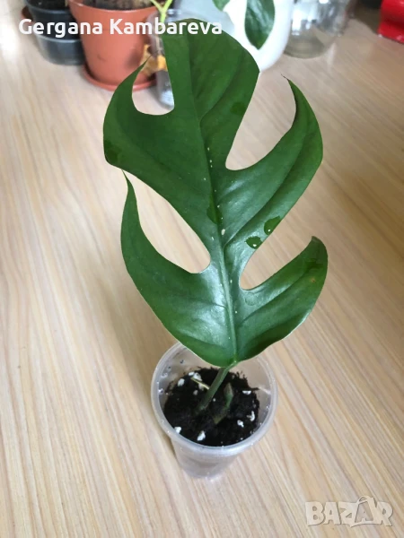 Epipremnum pinnatum Baltic Blue , снимка 1