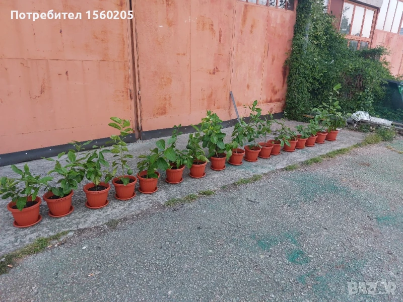 Лимони - лимонови дръвчета, снимка 1