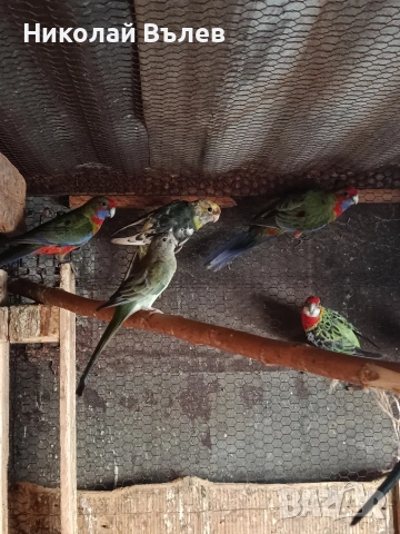 Пенанти,розели и пойни, снимка 11 - Папагали - 53256284