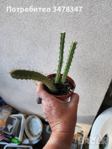 Selenicereus Grandiflorus, снимка 4 - Стайни растения - 50243871