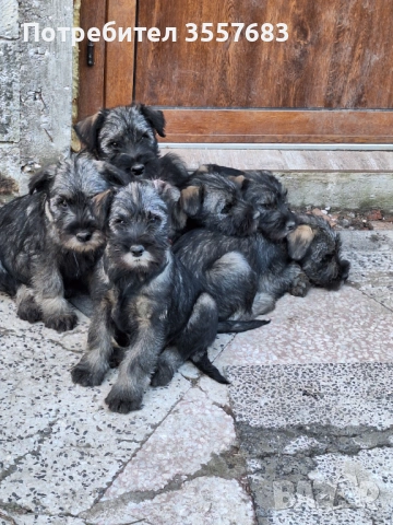 Мител Шнауцер (стандартен) сол и пипер 