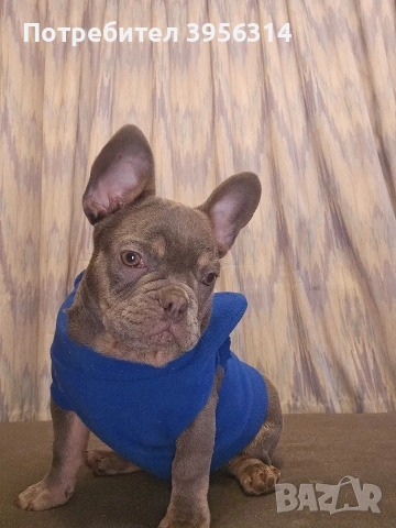 Мъжко Френско булдоче, снимка 5 - Френски булдог - 53283481