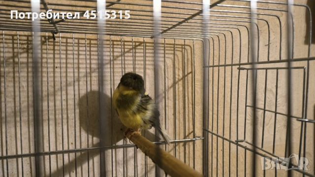 Last 2 Gloster males !, снимка 2 - Канари - 53444578