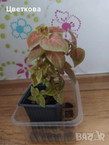 7 различни копривки+подарък и отстъпка, снимка 2 - Стайни растения - 53475491