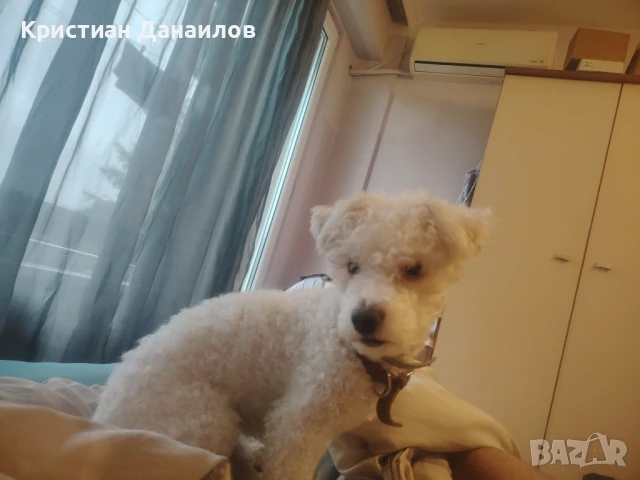 Френски Бишон фризе търси дама , снимка 4 - Болонка - 51145379