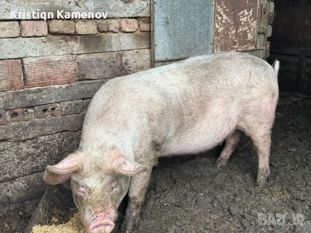 Продавам прасе, снимка 3 - Прасета - 52835240
