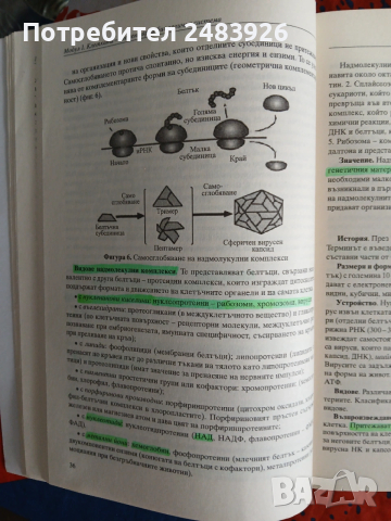 Справочник по биология и здравно образование 8.-12. клас  Здравка Костова, снимка 11 - Учебници, учебни тетрадки - 53593312