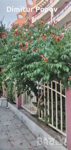 Текома,увивно расение