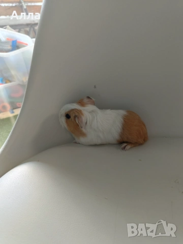 Морски свинчета 