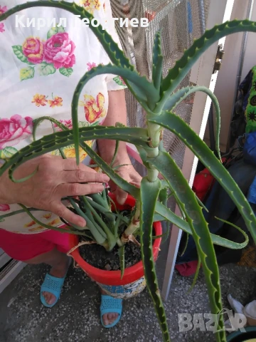Продавам Алое Барбаденсис и Алое Арборесценс , снимка 1