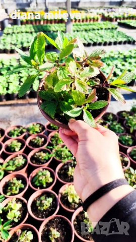 Вербена многогодишна, Verbena Bonariensis Bonnie Blue, снимка 13 - Градински цветя и растения - 52426647