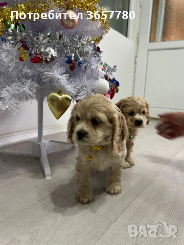 Американски кокер шпаноли, снимка 3 - Кокер шпаньол - 52794381