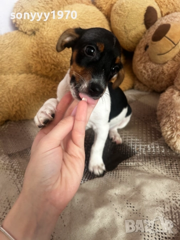 ДЖАК С ВАКСИНА И ПАСПОРТ-ДВА МЕСЕЦА 2210250743, снимка 2 - Джак ръсел териер - 52138533