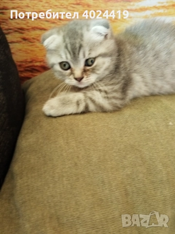 малки котенца, снимка 10 - Британска късокосместа - 52258422