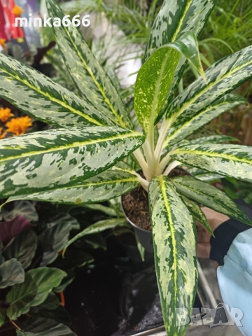   Аглоанема, снимка 3 - Стайни растения - 52859217