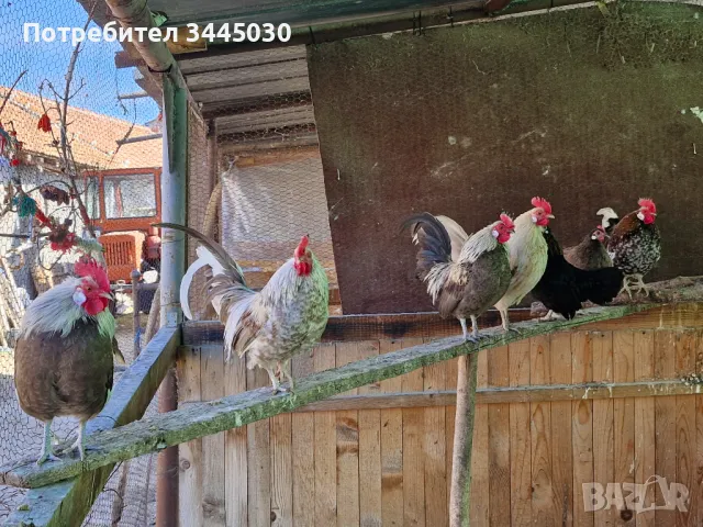 Продавам оплодени яйца , снимка 1