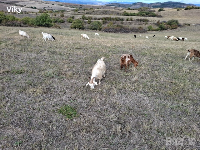 ярета на свободна паша, снимка 13 - Кози - 51962192