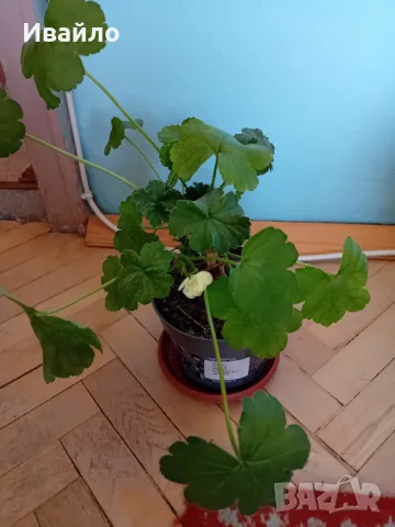 Жълти Мушката и други, снимка 3 - Стайни растения - 40763745