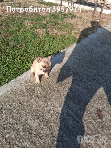 Продава се мъжко булдоче на 3 и половина месеца с три ваксини и паспорт , снимка 2 - Френски булдог - 53028052