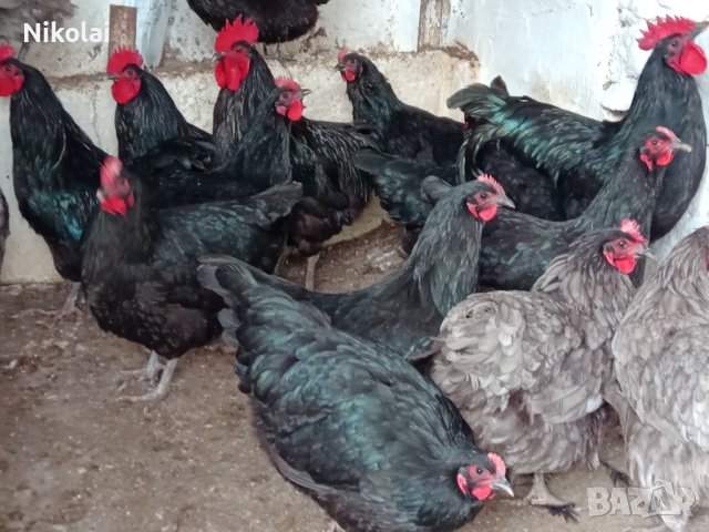 Разплодни яйца и пиленца от Легхорн, Легбар, Австралорп черен, син, Бял , снимка 2 - Кокошки и пуйки - 43887227