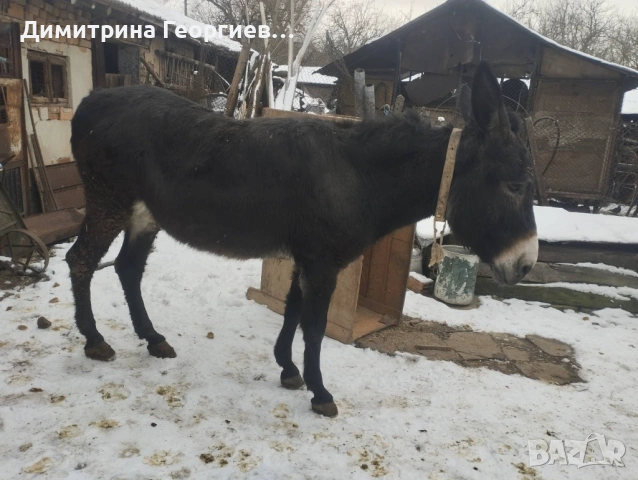 Продавам магаре, снимка 3 - Други - 53245802