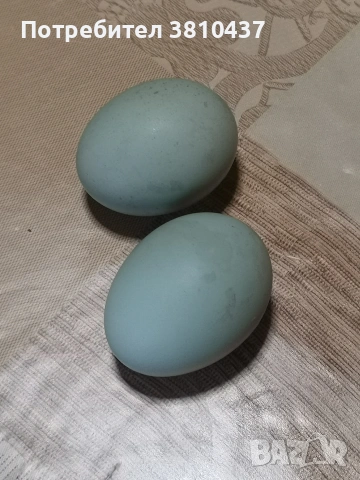 продавам оплодени яйца от Легбар, снимка 6 - други­ - 53182765