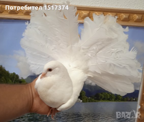 Продавам гълъби, Фенерлии , на капак , с цветни опашки , чисто бели , с гащи , снимка 5 - Гълъби - 34675193