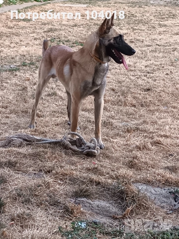 Малиноа белгийска овчарка , снимка 5 - Белгийска овчарка - 53055771