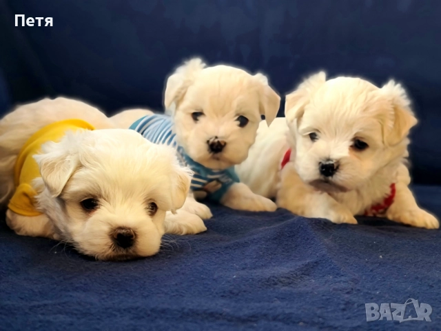 Малтийска болонка-момчета, снимка 3 - Пудели - 52971628