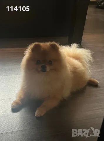 Померан мъжки, снимка 9 - Померан - 49418362