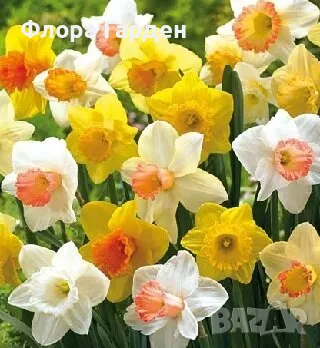 Луковици НАРЦИС, снимка 2 - Сортови семена и луковици - 46827345