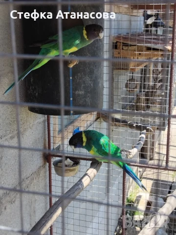 Малки Александри, снимка 9 - Папагали - 50990222