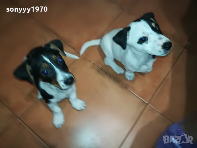ДЖАКОВЕ СЛАДУРИ 2304221324, снимка 2 - Джак ръсел териер - 36544162
