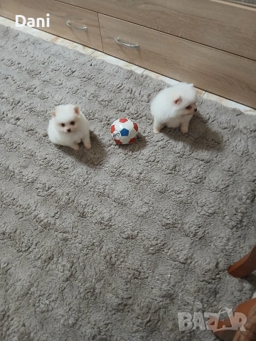 Mini Pomeran, снимка 8 - Померан - 53406474