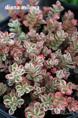 Седум Триколор, Sedum Spurium Tricolor, снимка 3 - Градински цветя и растения - 49945477
