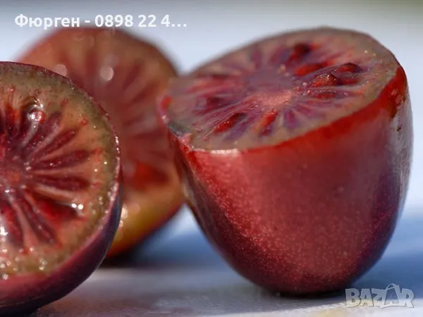 Червено киви - Налични 4 сорта Студоустойчиви, снимка 6 - Разсади - 49381602