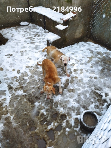 5месечни с три ваксини сладури, снимка 2 - Питбул - 52815395