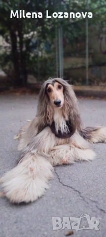 Афганистанска хрътка , снимка 1