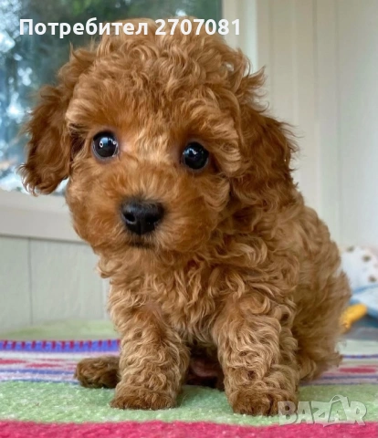 Той пудел/Тий къп, снимка 6 - Пудели - 53190681