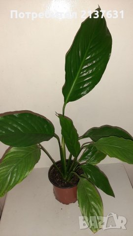 Продавам СПАТИФИЛУМ , снимка 1