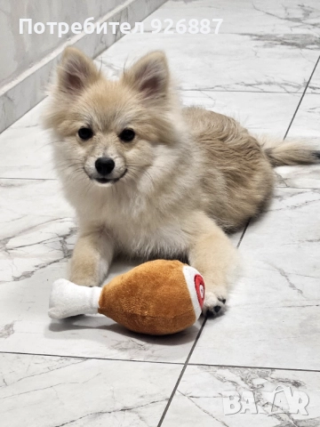 Померан мини шпиц 
