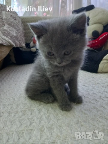 Продавам британски котета 