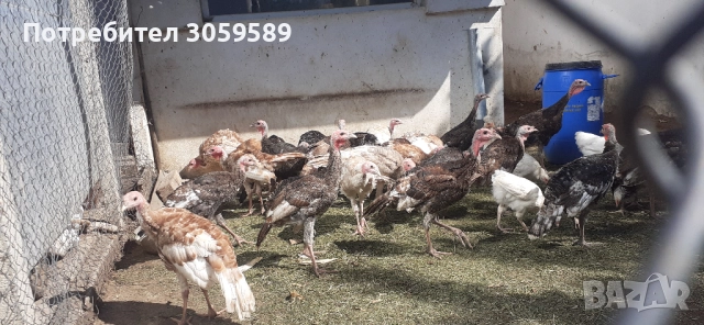 Пуйки пуйчета на 4м мъжки и женски, снимка 1